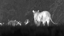 African lioness (Panthera leo) dragging kill from undergrowth, followed by cubs, footage taken at night using thermal camera technology, Masai Mara, Kenya.
