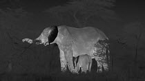 African elephant (Loxodonta africana) calf approaching mother feeding from a tree, footage taken at night using thermal camera technology, showing cooling thermoregulatory properties of ears, Masai Ma...
