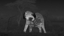 Female African elephant (Loxodonta africana) feeding from a tree, footage taken at night using thermal camera technology, showing cooling thermoregulatory properties of ears, Masai Mara, Kenya.