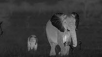 Female African elephant (Loxodonta africana) smelling the air with her trunk, accompanied by her calf, footage taken at night using thermal camera technology, showing cooling thermoregulatory properti...