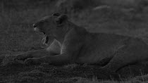 African lioness (Panthera leo) lying down, grooming and yawning, footage taken at night using starlight camera technology, Masai Mara, Kenya.