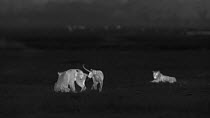 Two sub-adult African lionesses (Panthera leo) greeting one another, with an older lioness showing displeasure nearby, footage taken at night using thermal camera technology, Masai Mara, Kenya. Sequen...
