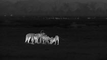 Group of sub-adult African lionesses (Panthera leo) greeting one another, footage taken at night using thermal camera technology, Masai Mara, Kenya. Sequence 1/2.