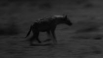 Spotted hyaena (Crocuta crocuta) with limp running to and feeding from Domestic cattle (Bos taurus) calf kill, footage taken at night using starlight camera technology, Masai Mara, Kenya.