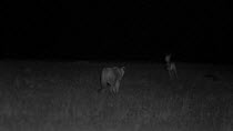 African lioness (Panthera leo) stalking and failing to catch Thomson's gazelles (Eudorcas thomsoni) lying in the grass, footage taken at night using infrared camera technology, Masai Mara, Kenya.