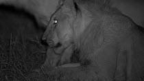 Close-up of a group of sub-adult African lions (Panthera leo) lying down and playing, footage taken at night using infrared camera technology, Masai Mara, Kenya.