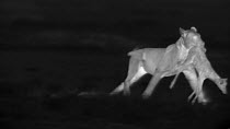 African lioness (Panthera leo) carrying Thomson's gazelle fawn prey, footage taken at night using thermal camera technology, Masai Mara, Kenya.