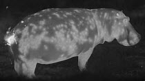 Hippopotamus (Hippopotamus amphibius) dung spreading with tail, footage taken at night using thermal camera technology, Masai Mara, Kenya.