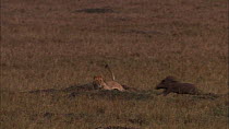 Sub-adult African lioness (Panthera leo) watching, chasing and missing a small group of Warthogs (Phacochoerus aethiopicus), Masai Mara, Kenya.