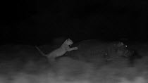 Sub-adult African lioness (Panthera leo) chasing and jumping onto the back of a Hippopotamus (Hippopotamus amphibius), footage taken at night using infrared camera technology, Masai Mara, Kenya.