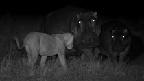 Group of sub-adult African lions (Panthera leo) chasing and jumping on a mother Hippopotamus (Hippopotamus amphibius) and her calf, footage taken at night using infrared camera technology, Masai Mara,...