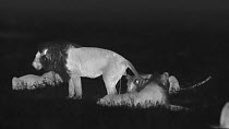 Male African lion (Panthera leo) scent marking, footage taken at night using thermal camera technology without artificial lighting, Masai Mara, Kenya.