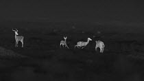 African lioness (Panthera leo) stalking, chasing and missing group of Impala (Aepyceros melampus), footage taken at night using thermal camera technology without artificial lighting, Masai Mara, Kenya...