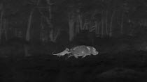 Sub-adult African lioness (Panthera leo) stalking, chasing and jumping on Hippopotamus (Hippopotamus amphibius), footage taken at night using thermal camera technology without artificial lighting, Mas...