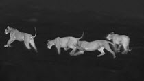 Group of sub-adult African lions (Panthera leo) chasing each other whilst playing, footage taken at night using thermal camera technology without artificial lighting, Masai Mara, Kenya.