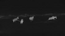Sub-adult African lioness (Panthera leo) stalking, chasing and missing a small group of Topi (Damaliscus lunatus), footage taken at night using thermal camera technology without artificial lighting, M...