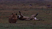 Two African lionesses (Panthera leo) greeting and playing, with a sub-adult male looking on, Masai Mara, Kenya.