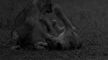 Three African lion (Panthera leo) cubs play fighting with each other and their mother, footage taken at night using starlight camera technology, Masai Mara, Kenya.