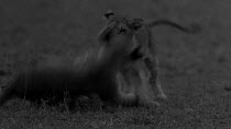 Group of African lion (Panthera leo) cubs play fighting with each other, footage taken at night using starlight camera technology, Masai Mara, Kenya.
