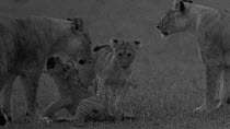 Group of African lion (Panthera leo) cubs playing with their mother and another lioness, footage taken at night using starlight camera technology, Masai Mara, Kenya.