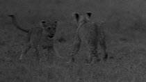 Group of African lion (Panthera leo) cubs play fighting with each other, footage taken at night using starlight camera technology, Masai Mara, Kenya.