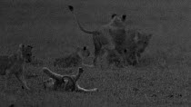 Group of African lion (Panthera leo) cubs play fighting with each other and their mother, footage taken at night using starlight camera technology, Masai Mara, Kenya.