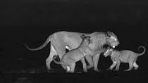 Group of African lion (Panthera leo) cubs playing with their mother and another lioness, footage taken at night using thermal camera technology, Masai Mara, Kenya.