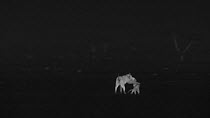 African lioness (Panthera leo) stalking and playing with cub, footage taken at night using thermal camera technology, Masai Mara, Kenya.