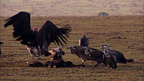 Lappet faced vulture (Torgos tracheliotos) chasing White backed vultures (Gyps africanus) away from a dead Wildebeest (Connochaetes taurinus), Masai Mara, Kenya.