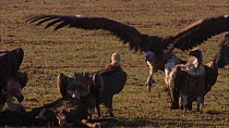 Lappet faced vulture (Torgos tracheliotos) running towards, taking off and landing near to a group of White backed vutures (Gyps africanus) gathered around a dead Wildebeest (Connochaetes taurinus), M...