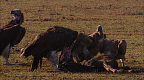 Lappet faced vulture (Torgos tracheliotos) and three White backed vutures (Gyps africanus) feeding on a dead Wildebeest (Connochaetes taurinus), Masai Mara, Kenya.