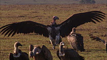 Lappet faced vulture (Torgos tracheliotos) landing near to a group of White backed vutures (Gyps africanus) gathered around a dead Wildebeest (Connochaetes taurinus), Masai Mara, Kenya.