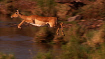 Female Impala (Aepyceros melampus) crossing river, Masai Mara, Kenya.