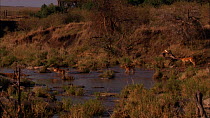Wide angle shot of two female Impala (Aepyceros melampus) crossing a river, Masai Mara, Kenya.