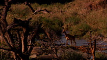 Female Impala (Aepyceros melampus) crossing river, Masai Mara, Kenya.