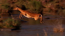 Group of Impala (Aepyceros melampus) standing on river bank, one crossing river, Masai Mara, Kenya.