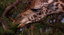 Close-up of Giraffe (Giraffe camelopardalis) feeding on Acacia leaves, Masai Mara, Kenya.