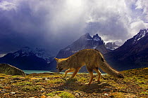 Argentine grey / Patagonian fox (Lycalopex griseus) in its habitat, Torres del Paine National Park, Chile.
