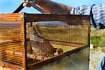 Seized turtle doves (Streptopelia turtur) used as decoys at trapping site, raided by police, during BirdLife Malta Springwatch Camp, Malta, April 2013