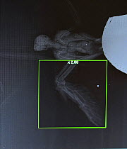 X-ray of Hobby (Falco subbuteo) showing fractured wing and shot in breast from being hit by hunter, during BirdLife Malta Springwatch Camp, Malta, April 2013