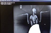 X-ray of Pallid Harrier (Circus macrourus) illegally shot by hunter, xray shows shot lodged in bird and fractured wing. Bird sent to Sicily for rehabilitation. During BirdLife Malta Springwatch Camp,...