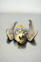 Hobby (Falco subbuteo) shot illegally by hunter, during BirdLife Malta Springwatch Camp, Malta, April 2013