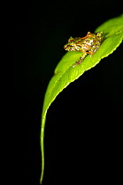 Rio Jatuntianhua Robber Frog (Pristimantis eriphus) male on a leaf. Ecuador, Vulnerable species.