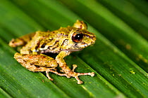 Rio Jatuntianhua Robber Frog (Pristimantis eriphus) male on a leaf. Ecuador, Vulnerable species.