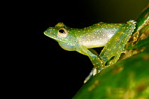 Glass Frog (Cochranella mache) on leaf, Ecuador, Endangered species.