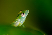 Glass Frog (Cochranella mache) portrait, Ecuador, Endangered species.