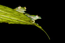 Glass Frogs (Cochranella mache) on leaf, Ecuador, Endangered species.