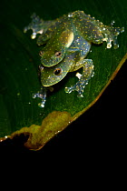 Glass Frogs (Cochranella mache) in amplexus. Ecuador, Endangered species.