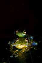Glass frogs (Cochranella mache) in amplexus. Ecuador, Endangered species.