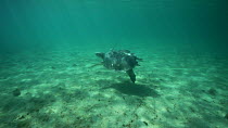 Flatback turtle (Natator depressus) swimming in coastal waters, Western Australia.